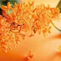 キンモクセイの香り