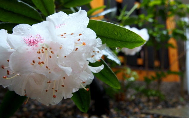 今日の渡邉邸　雨の一日